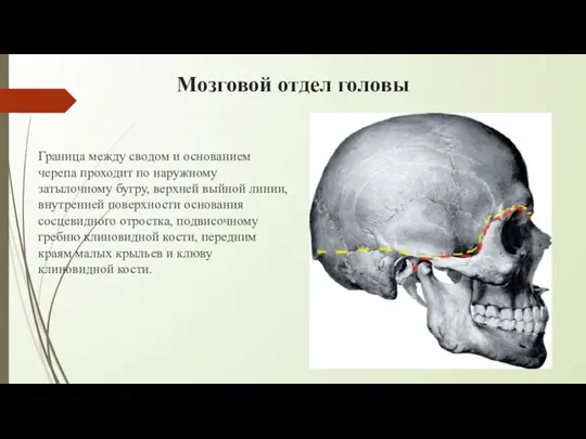 Мозговой отдел головы Граница между сводом и основанием черепа проходит по наружному