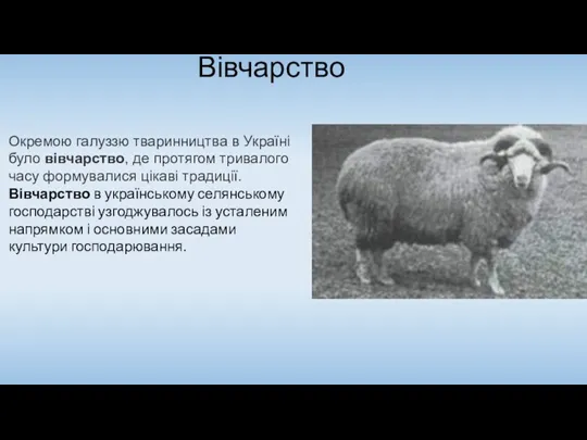 Вівчарство Окремою галуззю тваринництва в Україні було вівчарство, де протягом тривалого часу