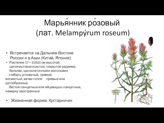 Марья́нник ро́зовый (лат. Melampýrum roseum) Встречается на Дальнем Востоке России и в