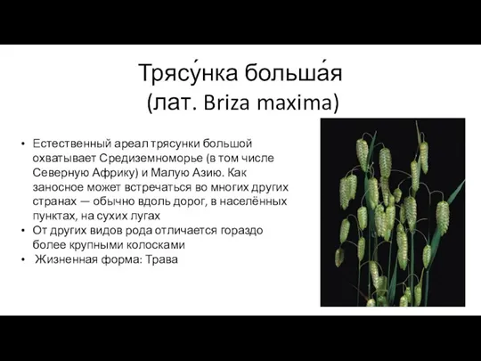 Трясу́нка больша́я (лат. Briza maxima) Естественный ареал трясунки большой охватывает Средиземноморье (в