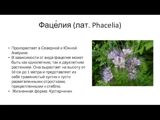 Фаце́лия (лат. Phacelia) Произрастает в Северной и Южной Америке. В зависимости от