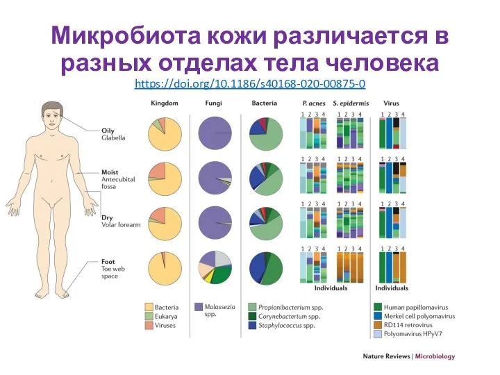 Микробиота кожи различается в разных отделах тела человека https://doi.org/10.1186/s40168-020-00875-0