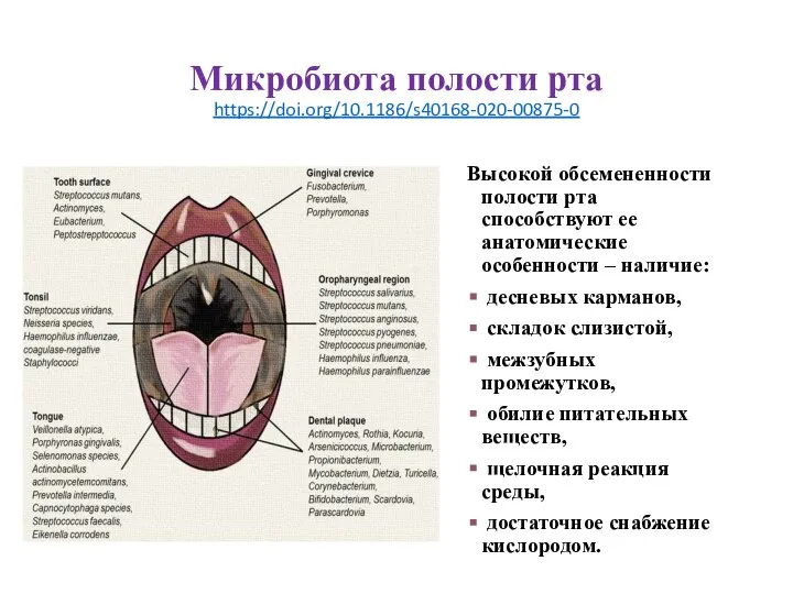 Микробиота полости рта https://doi.org/10.1186/s40168-020-00875-0 Высокой обсемененности полости рта способствуют ее анатомические особенности