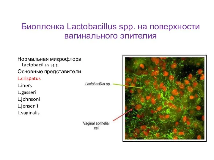 Биопленка Lactobacillus spp. на поверхности вагинального эпителия Нормальная микрофлора – Lactobacillus spp.
