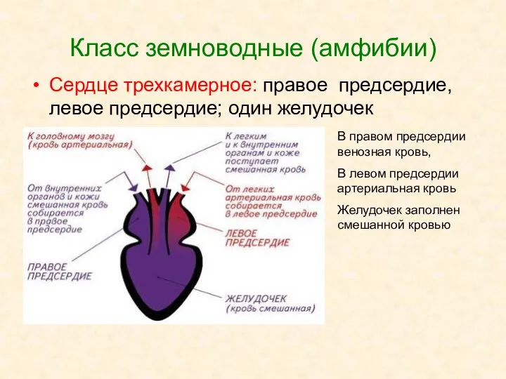 Класс земноводные (амфибии) Сердце трехкамерное: правое предсердие, левое предсердие; один желудочек В