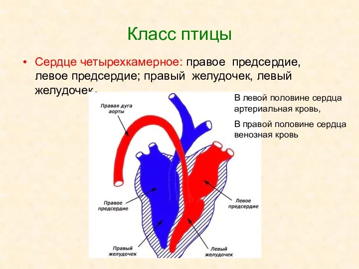 Класс птицы Сердце четырехкамерное: правое предсердие, левое предсердие; правый желудочек, левый желудочек.