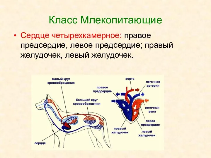 Класс Млекопитающие Сердце четырехкамерное: правое предсердие, левое предсердие; правый желудочек, левый желудочек.