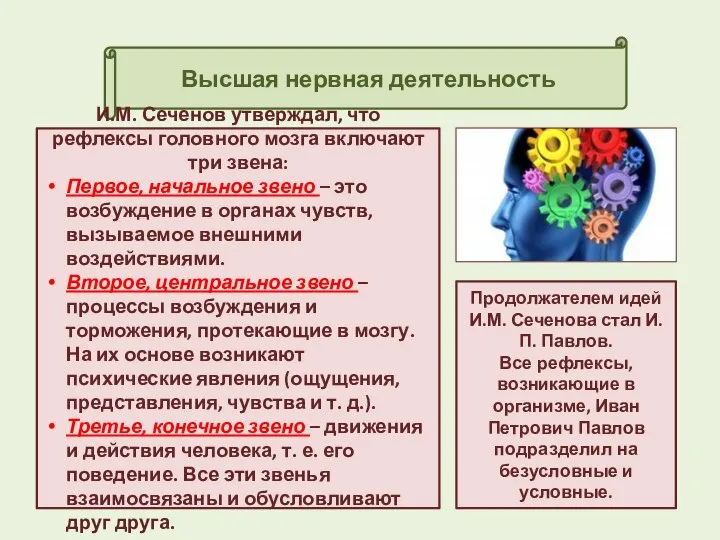 Высшая нервная деятельность И.М. Сеченов утверждал, что рефлексы головного мозга включают три