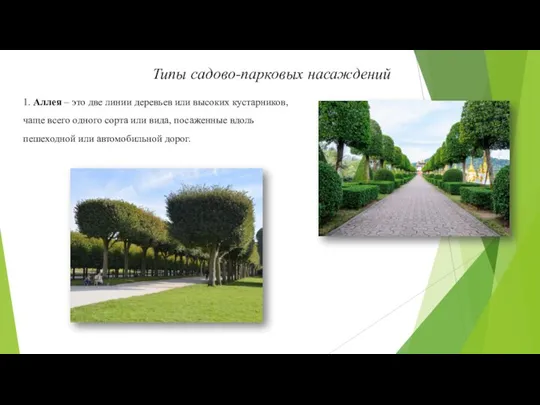 Типы садово-парковых насаждений 1. Аллея – это две линии деревьев или высоких