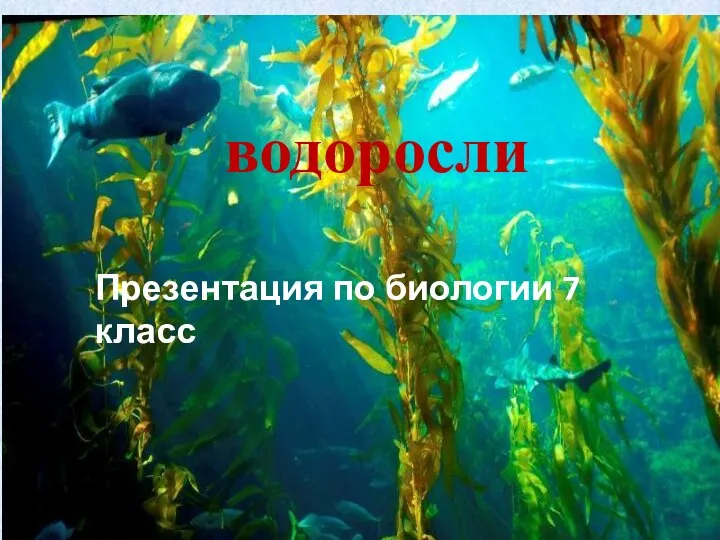 Презентация по биологии на тему _Водоросли_ (7 класс)
