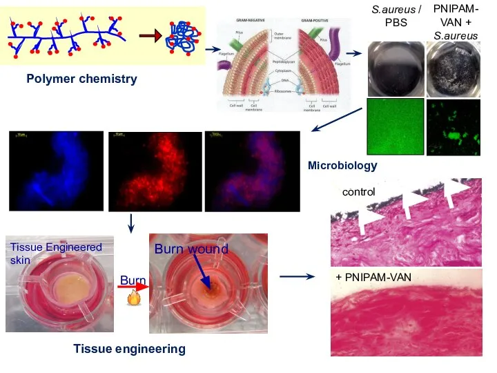 Polymer chemistry Microbiology Tissue engineering