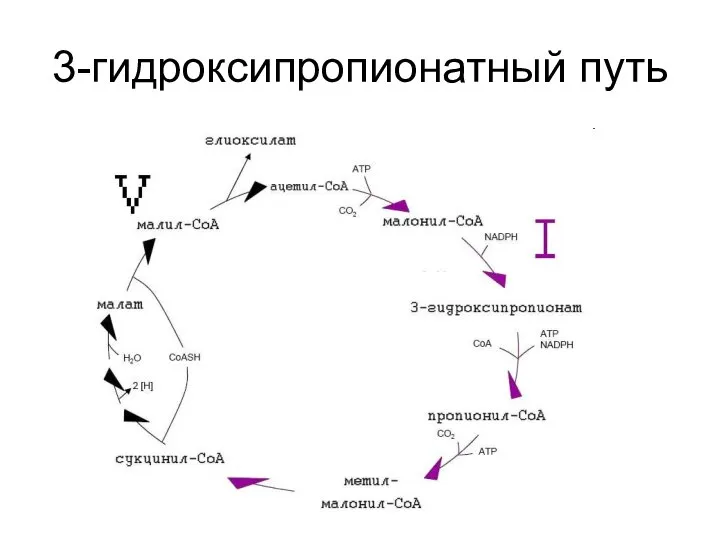 3-гидроксипропионатный путь
