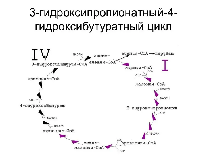 3-гидроксипропионатный-4-гидроксибутуратный цикл