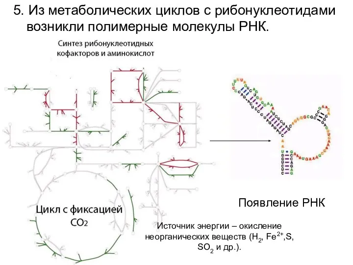 5. Из метаболических циклов с рибонуклеотидами возникли полимерные молекулы РНК. Появление РНК