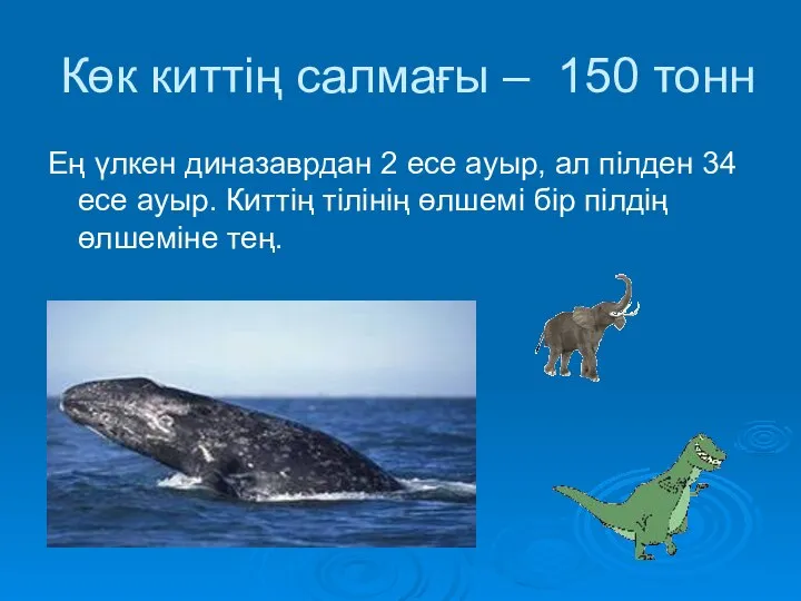 Көк киттің салмағы – 150 тонн Ең үлкен диназаврдан 2 есе ауыр,