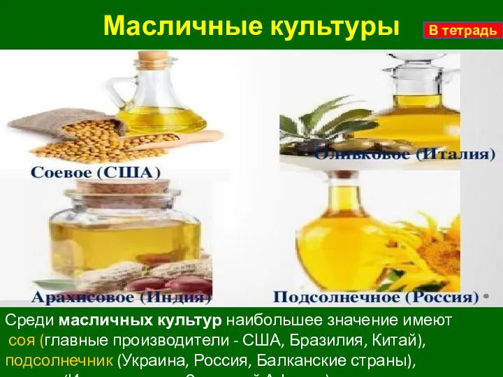 Масличные культуры Среди масличных культур наибольшее значение имеют соя (главные производители -