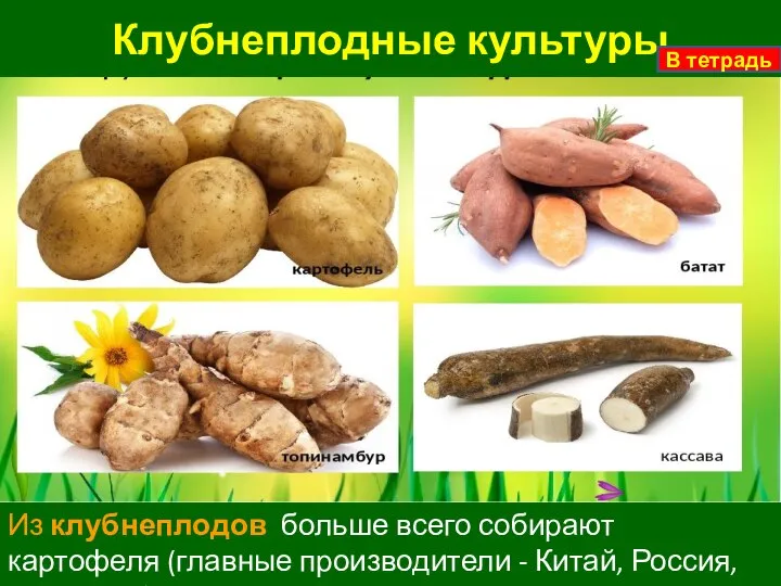 Клубнеплодные культуры Из клубнеплодов больше всего собирают картофеля (главные производители - Китай,