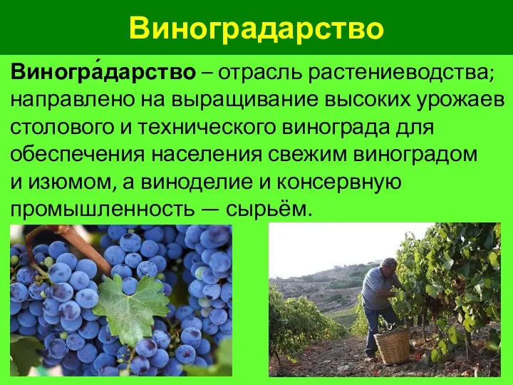Виноградарство Виногра́дарство – отрасль растениеводства; направлено на выращивание высоких урожаев столового и