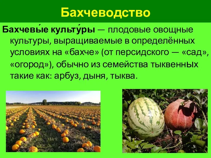 Бахчеводство Бахчевы́е культу́ры — плодовые овощные культуры, выращиваемые в определённых условиях на