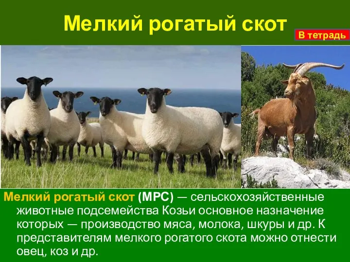 Мелкий рогатый скот Мелкий рогатый скот (МРС) — сельскохозяйственные животные подсемейства Козьи