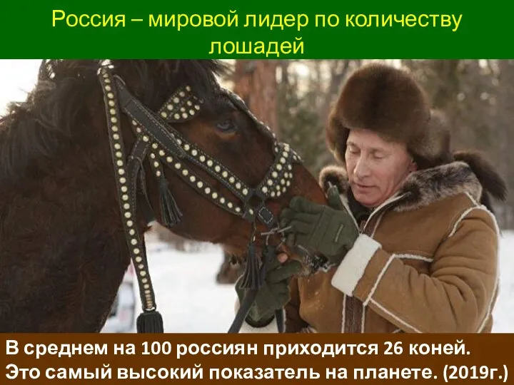 Россия – мировой лидер по количеству лошадей В среднем на 100 россиян