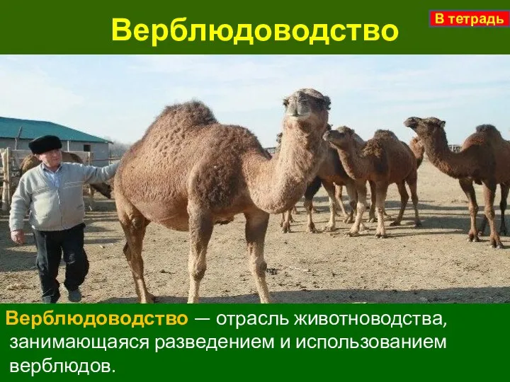 Верблюдоводство Верблюдоводство — отрасль животноводства, занимающаяся разведением и использованием верблюдов. В тетрадь
