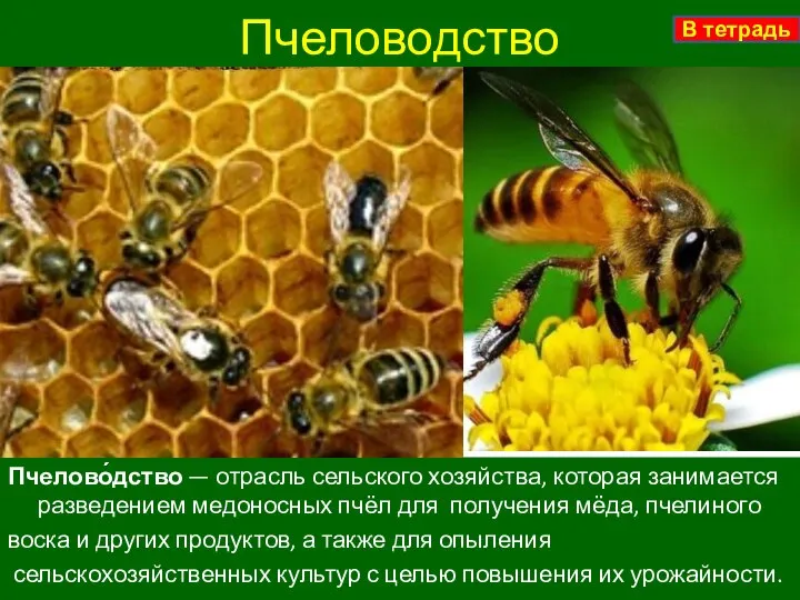 Пчеловодство Пчелово́дство — отрасль сельского хозяйства, которая занимается разведением медоносных пчёл для