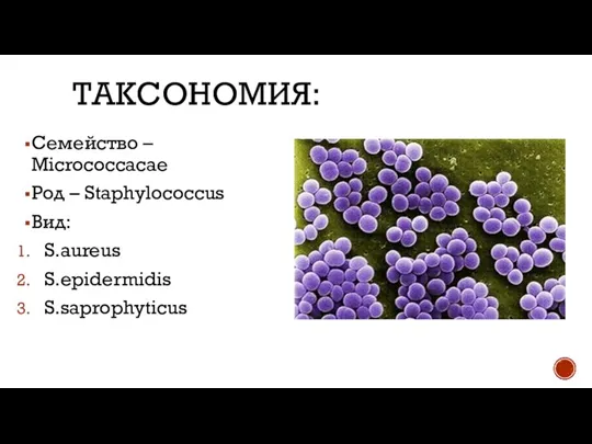 ТАКСОНОМИЯ: Семейство – Micrococcacae Род – Staphylococcus Вид: S.aureus S.epidermidis S.saprophyticus