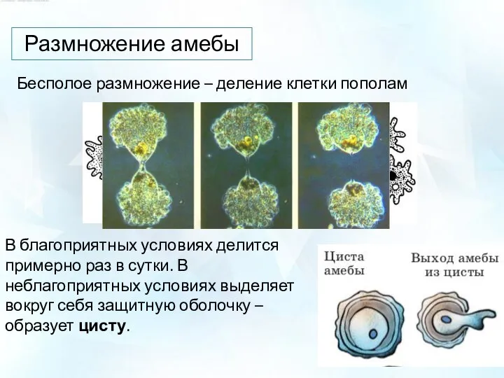 Размножение амебы Бесполое размножение – деление клетки пополам В благоприятных условиях делится