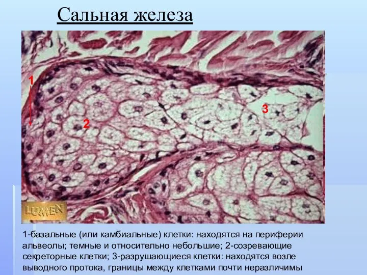 Сальная железа 1-базальные (или камбиальные) клетки: находятся на периферии альвеолы; темные и