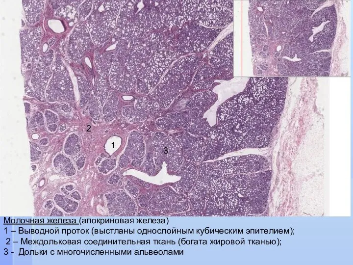 Молочная железа (апокриновая железа) 1 – Выводной проток (выстланы однослойным кубическим эпителием);