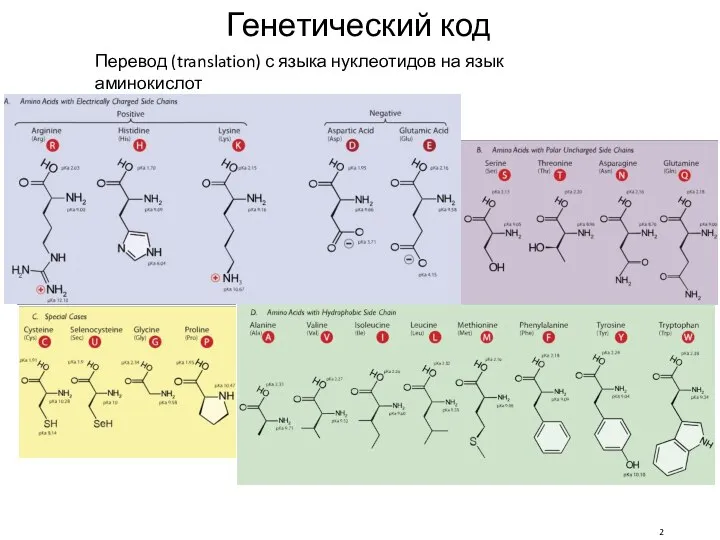 Генетический код Перевод (translation) с языка нуклеотидов на язык аминокислот