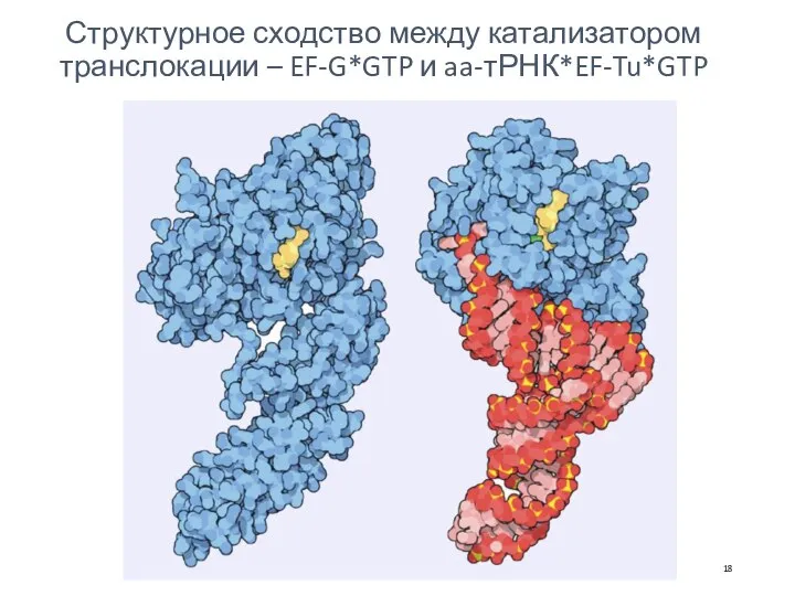 Структурное сходство между катализатором транслокации – EF-G*GTP и aa-тРНК*EF-Tu*GTP