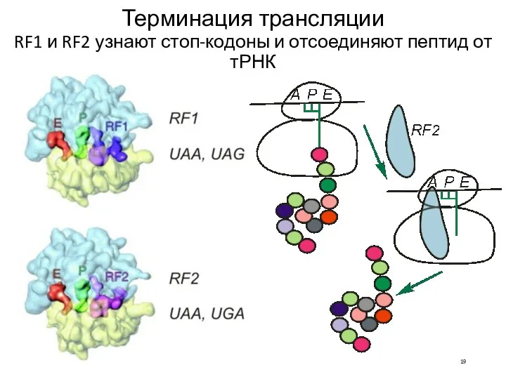 Терминация трансляции RF1 и RF2 узнают стоп-кодоны и отсоединяют пептид от тРНК