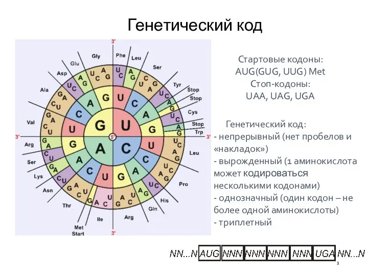 Генетический код Стартовые кодоны: AUG(GUG, UUG) Met Стоп-кодоны: UAA, UAG, UGA Генетический