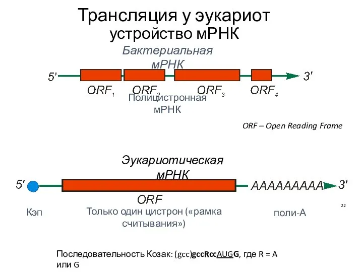 Трансляция у эукариот устройство мРНК Кэп Только один цистрон («рамка считывания») поли-А