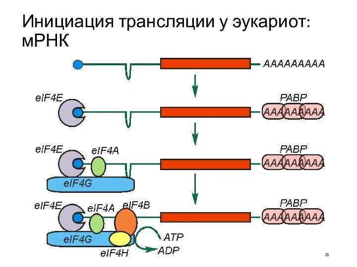 Инициация трансляции у эукариот: мРНК
