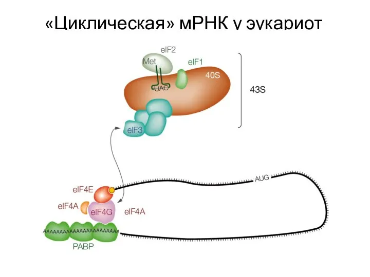 «Циклическая» мРНК у эукариот