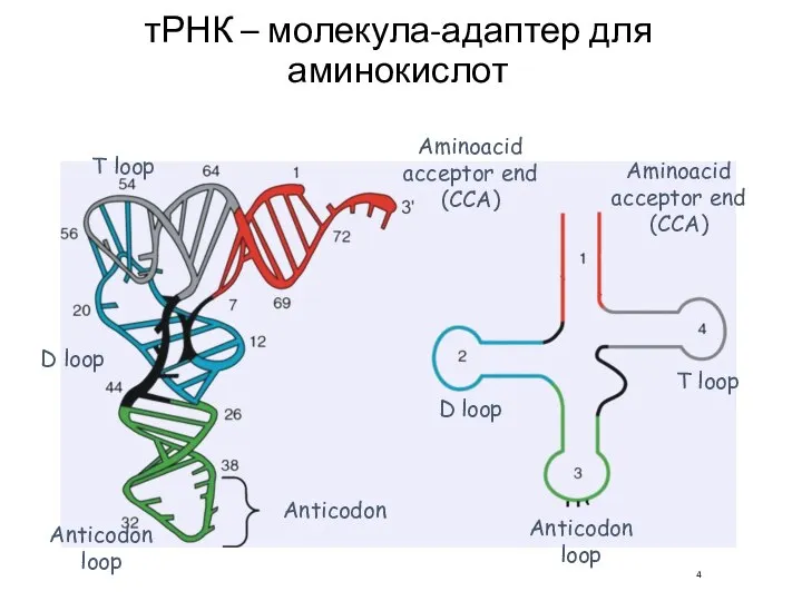 тРНК – молекула-адаптер для аминокислот Aminoacid acceptor end (CCA) T loop D