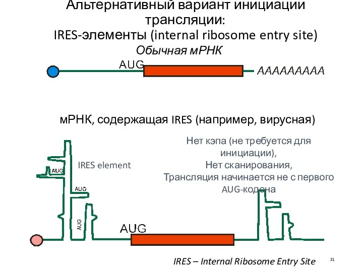 Альтернативный вариант инициации трансляции: IRES-элементы (internal ribosome entry site) IRES element Обычная