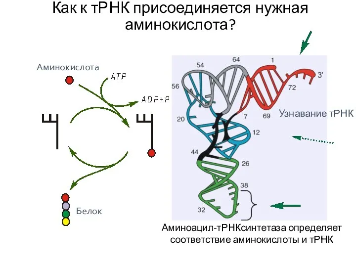 Как к тРНК присоединяется нужная аминокислота? Аминокислота Белок Узнавание тРНК Аминоацил-тРНКсинтетаза определяет соответствие аминокислоты и тРНК