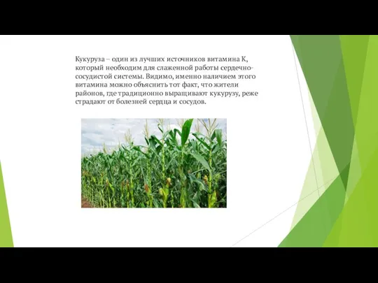 Кукуруза – один из лучших источников витамина К, который необходим для слаженной