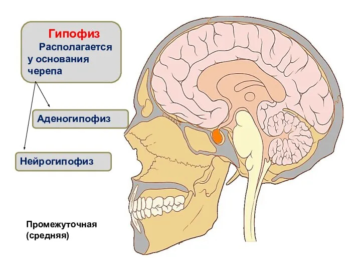Гипофиз Располагается у основания черепа Аденогипофиз Нейрогипофиз Промежуточная (средняя)