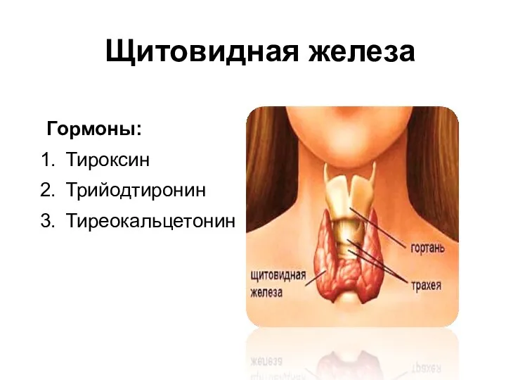 Щитовидная железа Гормоны: Тироксин Трийодтиронин Тиреокальцетонин