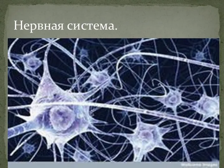 Нервная система.