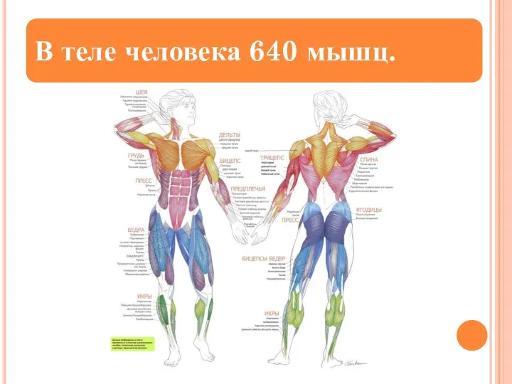 В теле человека 640 мышц.