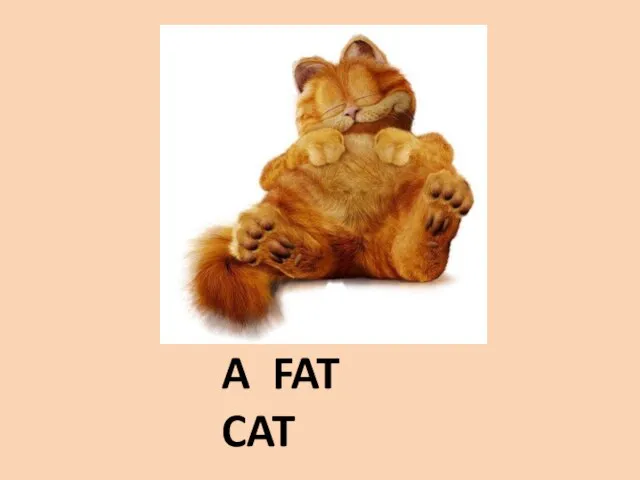 A FAT CAT