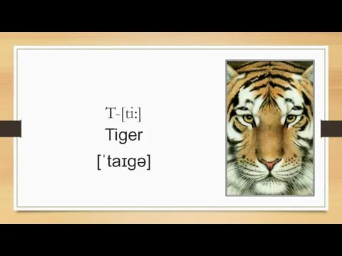 T-[ti:] Tiger [ˈtaɪɡə]