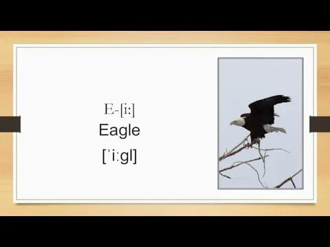 E-[i:] Eagle [ˈiːɡl]