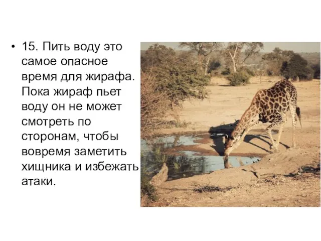 15. Пить воду это самое опасное время для жирафа. Пока жираф пьет